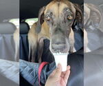 Small #2 Great Dane
