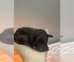 Small #3 Poodle (Standard)