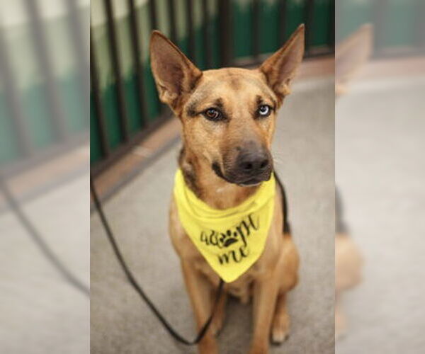 Medium Photo #1 Australian Kelpie-German Shepherd Dog Mix Puppy For Sale in Fremont, CA, USA