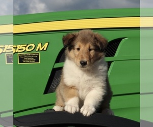 Collie Puppy for sale in FREDERICKSBURG, OH, USA