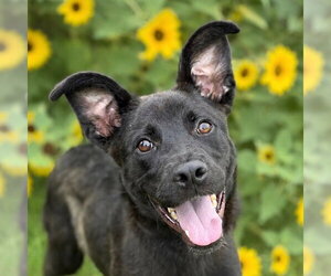 Mutt Dogs for adoption in Canton, CT, USA