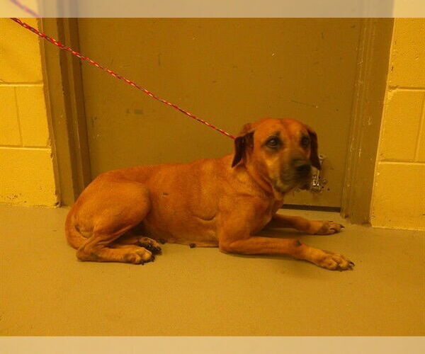 Medium Photo #1 Mutt Puppy For Sale in Sanford, FL, USA