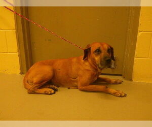 Mutt Dogs for adoption in Sanford, FL, USA