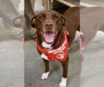 Small #4 Chocolate Labrador retriever Mix