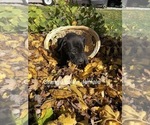 Small Photo #2 Boxador Puppy For Sale in NAPPANEE, IN, USA