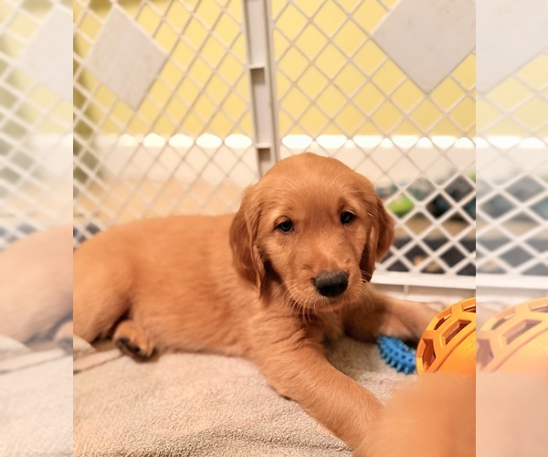 Medium Photo #1 Golden Retriever Puppy For Sale in ROLLA, MO, USA