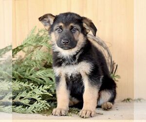 German Shepherd Dog Puppy for sale in RONKS, PA, USA