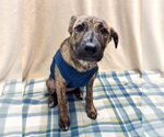 Small Mountain Cur Mix