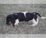 Small #11 Basset Hound
