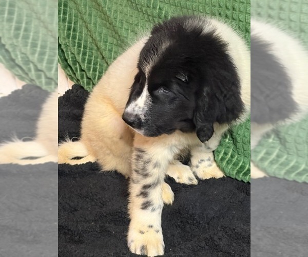 Medium Photo #10 Newfoundland Puppy For Sale in AURORA, IN, USA