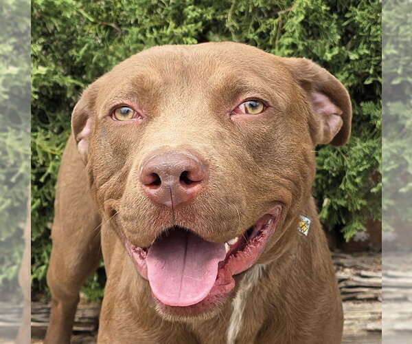 Medium Photo #1 American Staffordshire Terrier Puppy For Sale in Albuquerque, NM, USA