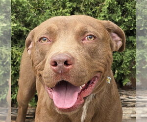 American Staffordshire Terrier Dogs for adoption in Albuquerque, NM, USA