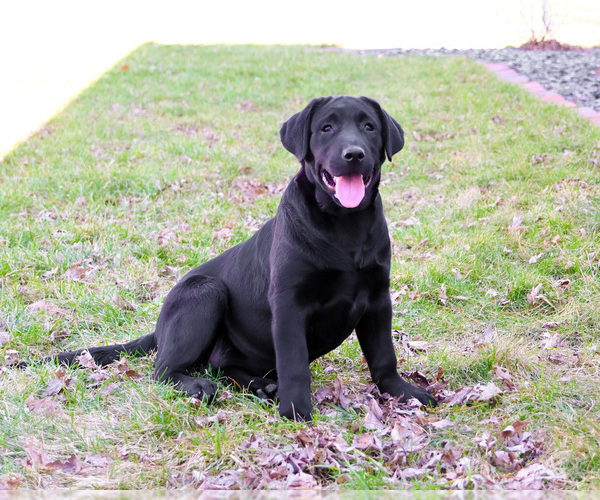 Medium Photo #4 Labrador Retriever Puppy For Sale in SYRACUSE, IN, USA
