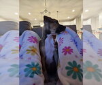 Small #2 American Pit Bull Terrier-Black Mouth Cur Mix