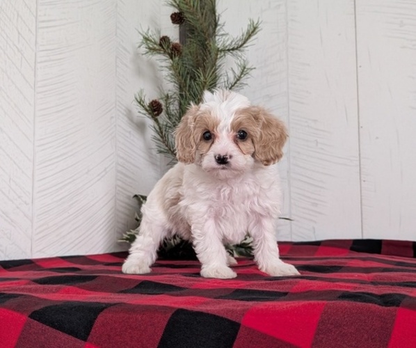 Medium Photo #36 Cavapoo (Miniature) Puppy For Sale in GOSHEN, IN, USA