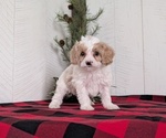 Small Photo #36 Cavapoo (Miniature) Puppy For Sale in GOSHEN, IN, USA