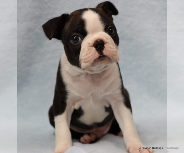 Medium Photo #27 Boston Terrier Puppy For Sale in WINNSBORO, TX, USA