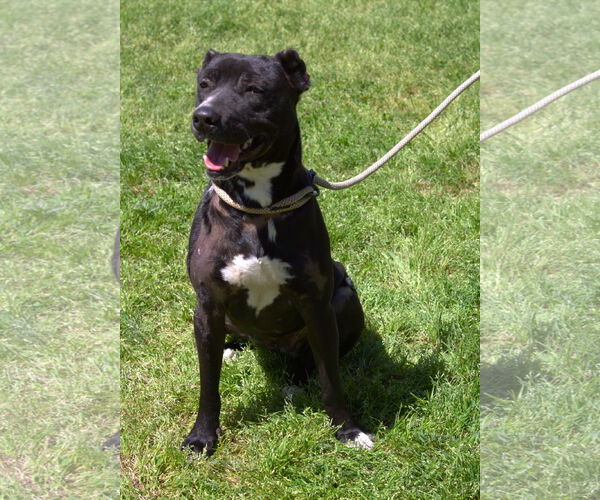 Medium Photo #1 Mutt Puppy For Sale in Jackson, MS, USA