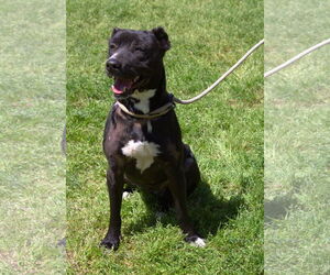 Mutt Dogs for adoption in Jackson, MS, USA