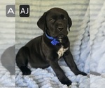 Small #6 Cane Corso