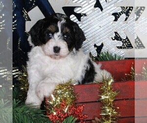 Cavapoo-Poodle (Standard) Mix Puppy for sale in FREDERICKSBURG, OH, USA