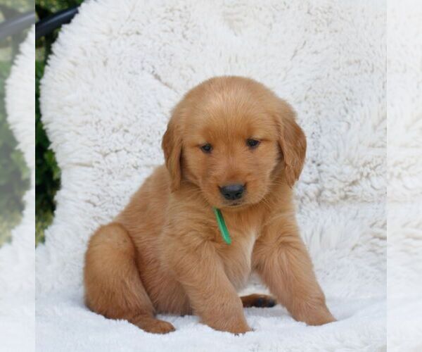 Medium Photo #3 Golden Retriever Puppy For Sale in NEW HOLLAND, PA, USA