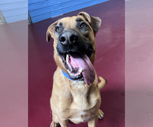 Medium Photo #9 Boxer-German Shepherd Dog Mix Puppy For Sale in Webster, WI, USA