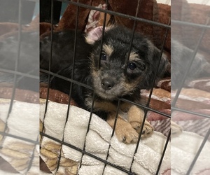 Chihuahua-ShihPoo Mix Puppy for sale in ROCHESTER, NY, USA