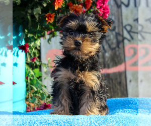 Yorkshire Terrier Puppy for sale in HOLTWOOD, PA, USA