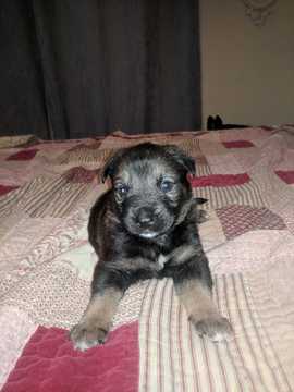 Medium Photo #1 German Shepherd Dog Puppy For Sale in NOBLESVILLE, IN, USA