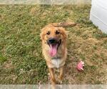Small German Shepherd Dog Mix
