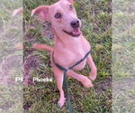 Small American Pit Bull Terrier-Labrador Retriever Mix