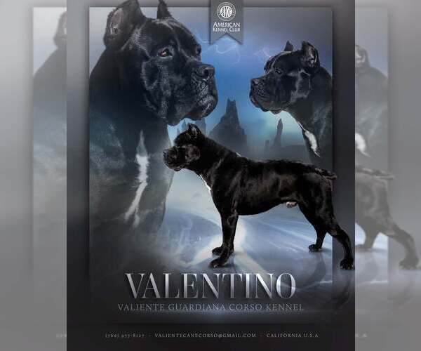 Medium Photo #1 Cane Corso Puppy For Sale in APPLE VALLEY, CA, USA