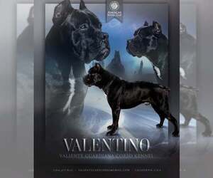 Father of the Cane Corso puppies born on 02/15/2025