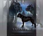 Small Photo #1 Cane Corso Puppy For Sale in APPLE VALLEY, CA, USA