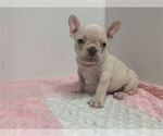 Small #16 French Bulldog