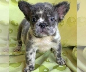 French Bulldog Puppy for sale in DENVER, CO, USA