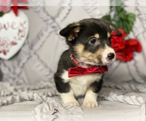 Pembroke Welsh Corgi Puppy for sale in LANCASTER, PA, USA