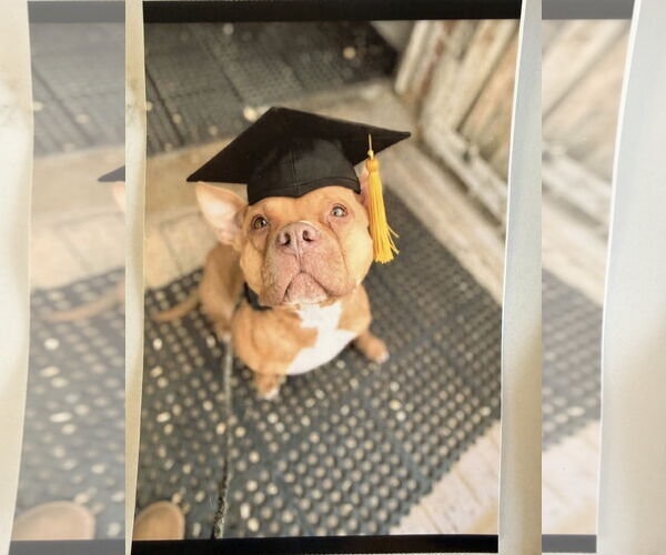 Medium Photo #1 American Pit Bull Terrier-Unknown Mix Puppy For Sale in Aurora, CO, USA