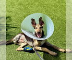 Small #2 Doberman Pinscher Mix