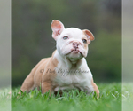 Small #6 English Bulldog
