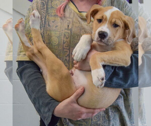 Medium Photo #5 Boxer-Unknown Mix Puppy For Sale in Huntley, IL, USA