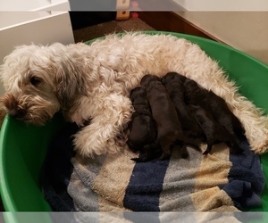 Mother of the Mini Whoodle (Wheaten Terrier/Miniature Poodle) puppies born on 12/23/2021
