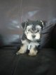 Small Photo #1 Morkie Puppy For Sale in CEDAR RAPIDS, IA, USA