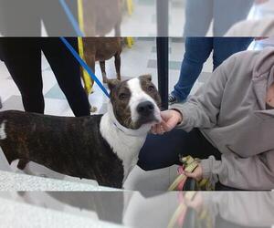 Mutt Dogs for adoption in Oklahoma City, OK, USA