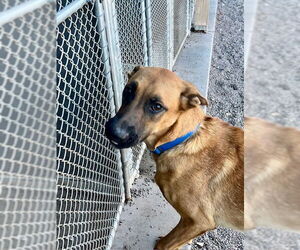 Boxer-German Shepherd Dog Mix Dogs for adoption in Webster, WI, USA