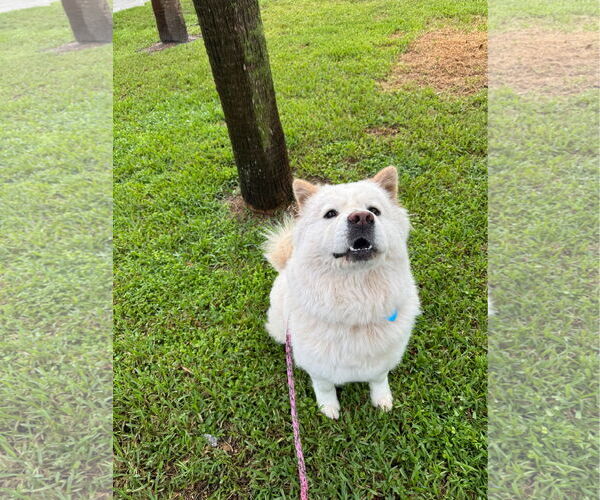 Medium Photo #2 Chow Chow Puppy For Sale in Prescott, Ontario, Canada