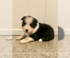 Australian Shepherd Puppy for sale in LODA, IL, USA
