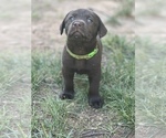 Small Photo #24 Labrador Retriever Puppy For Sale in GLADSTONE, VA, USA