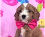 Small Photo #5 Cavapoo Puppy For Sale in LANCASTER, PA, USA